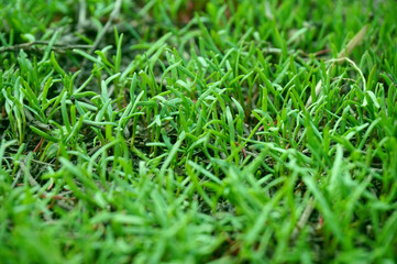 green juicy grass