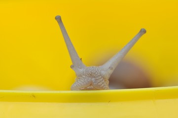 portret ślimaka na żółtym tle