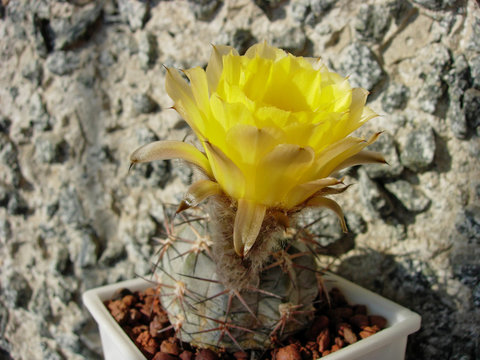 Cactus Acanthocalycium griseum with grey stem and large bright flowers.
