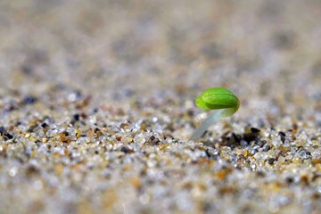 The green sprout came out of the yellow sand.