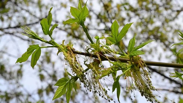 Acer negundo, earrings, flowers, seeds, spring