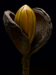 Praline in getrockneter Pflanze