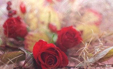 tło z motywem czerwonej róży i uschniętej trawy