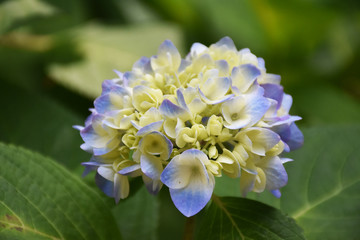 アジサイ