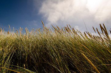 Marram Grass blowing in the Wind