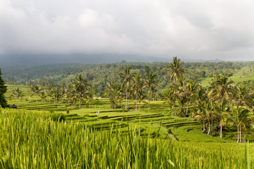 Rice field terrace Bali  Indonesia © francoschettini