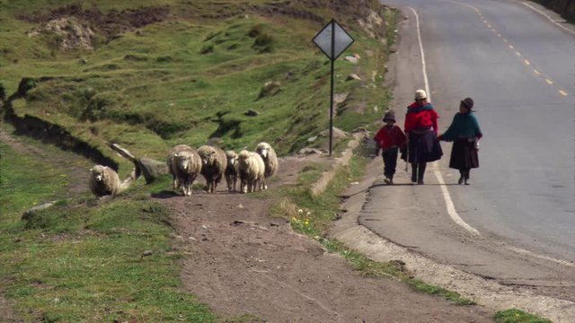Herders and sheep on road near Quito, Ecuador