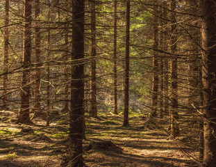 Spring outdoor trekking at national park with sunlight