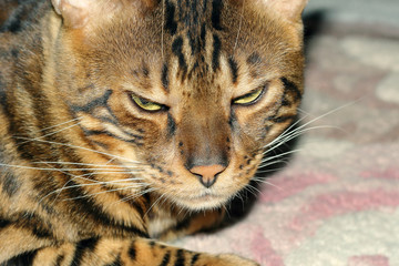 Bengal cat is angry