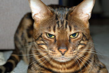  Bengal cat with the eyes of a predator