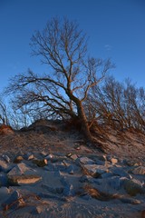 Drzewo na wydmie