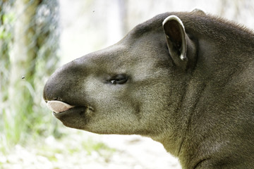 Naklejka premium the South American tapir or Tapirus terrestris