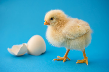 Newborn yellow chicken and broken eggs.