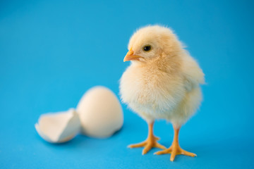 Newborn yellow chicken and broken eggs.