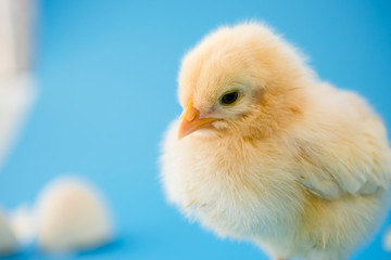 Newborn yellow chicken and broken eggs.