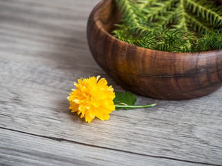 Kerria japonica blossom and araucaria in wooden bowl