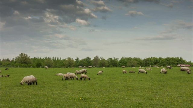 Herd of the grazed sheep on the suburb of Hanover. Time lapse.