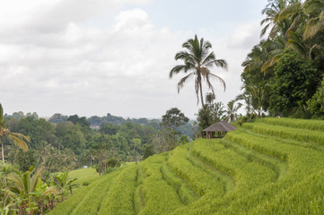 Fototapeta na wymiar Rice field terrace Bali Indonesia