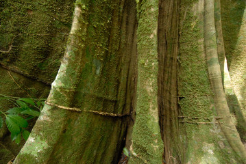 Tropical tree in the jungle of  Rincon de la Vieja National Park, Costa-Rica