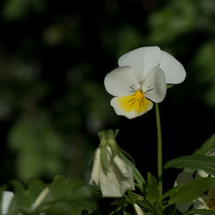 delicate flower morning light lateral view macro pansy