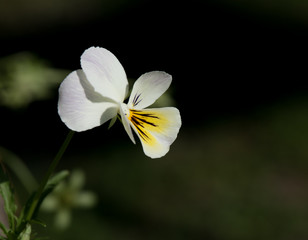 delicate flower morning light lateral view macro pansy