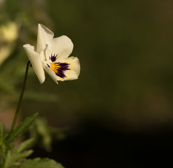 delicate flower morning light lateral view macro pansy