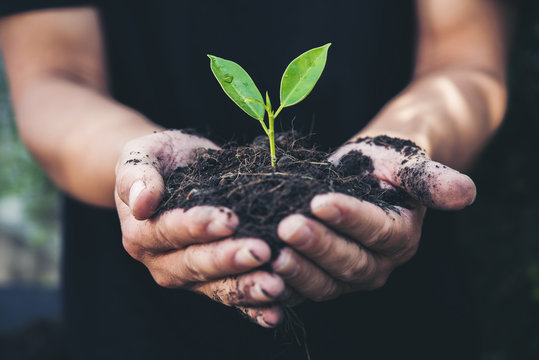 Seeds In Hands Images – Browse 298,452 Stock Photos, Vectors, and Video | Adobe Stock