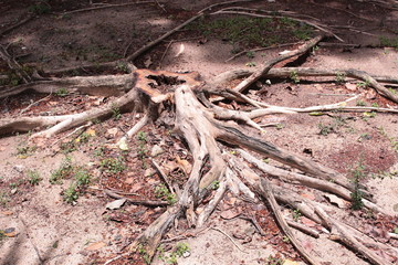 タイバンコクの町並み　植物の根　木