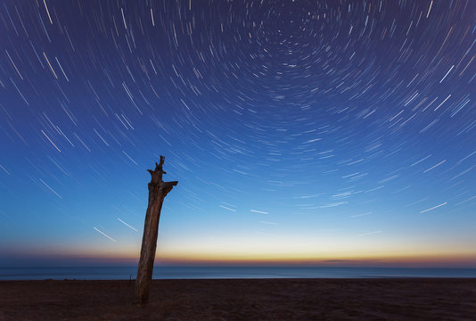 Blue evening sky and startrails over sea and lonely tree
