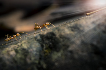 Macro shot ants with they activities