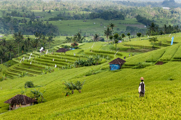 Rice field terrace Bali
Indonesia