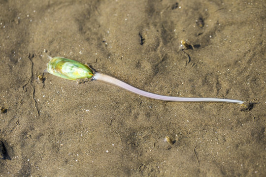 Lamp shell (Haipakeped or root shell)Live on Dutch beach at Don Hoi Lot,Samut Songkhram Province,Thailand
