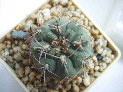 Young specimen of cactus Gymnocalycium nidulans aff.