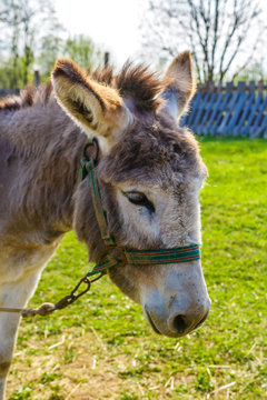 Mammal animal donkey on a farm in the village on a background of green lawn close-up with copy space