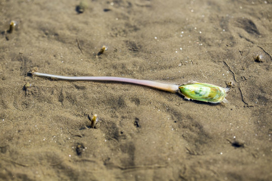 Lamp shell (Haipakeped or root shell)Live on Dutch beach at Don Hoi Lot,Samut Songkhram Province,Thailand
