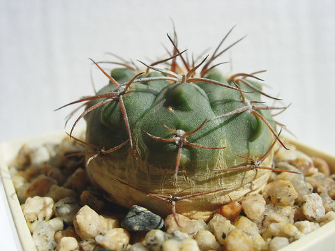 Young specimen of cactus Gymnocalycium nidulans aff.