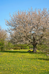 Fototapeta premium Blooming cherry tree