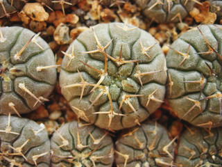 Small seedlings of cactus Gymnocalycium riojense VG347.