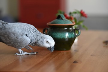 papuga żaki na stole w tle cukiernica