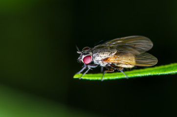 Exotic Drosophila Fruit Fly Diptera Insect on Green Grass