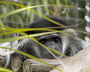 Black and White Colobus Monkey peeping from the Grass