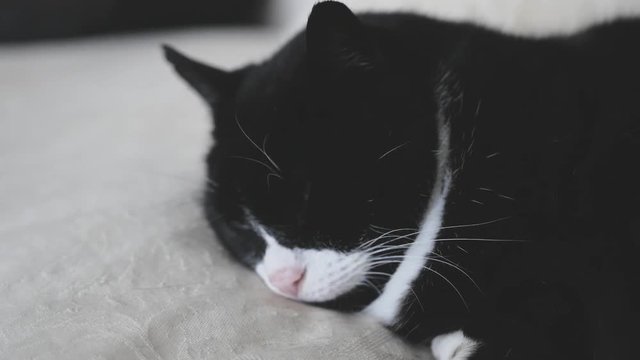 Lazy cat sleeping on the couch
Original Author: Danny Feng
www.hellodannyfeng.com