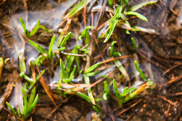 Blurred background with green grass in water macro