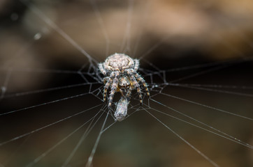 Spider and Prey Web Trap on Dark Background