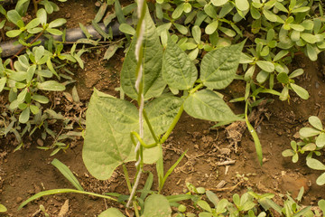 Bahçeler,çiçekler