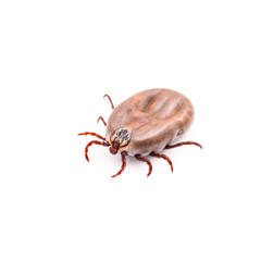 Encephalitis Virus or Lyme Disease Infected Tick Arachnid Insect Pest Isolated on White Background
