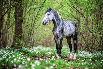 Obraz na płótnie Canvas Portrait of a beautiful Arabian stallion in spring forest.