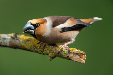 Hawfinch, Coccothraustes coccothraustes