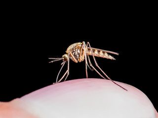 Yellow Fever, Malaria or Zika Virus Infected Mosquito Insect Bite Isolated on Black