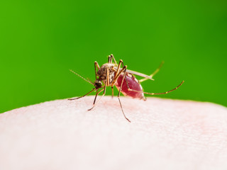 Yellow Fever, Malaria or Zika Virus Infected Mosquito Insect Macro on Green Background